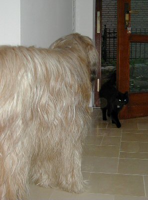 Cassola und Katze